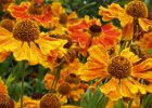 Red And Yellow Rudbeckia by Alan Philips